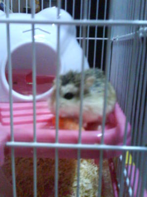 Lily And Her Two Daughters - Roborovsky's Hamster Hamster