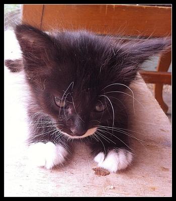 Whiskers - Tuxedo Cat