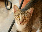 My Name Is Cocobee  - Domestic Short Hair Cat