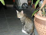 My Name Is Cocobee  - Domestic Short Hair Cat