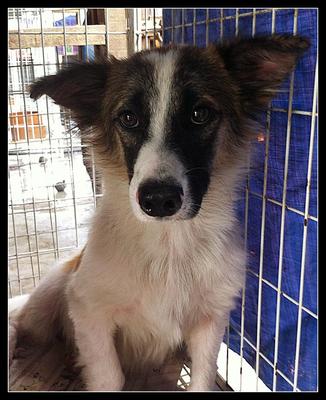 Ozzy - Border Collie + Corgi Dog