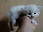 Fattykitzai - Persian Cat