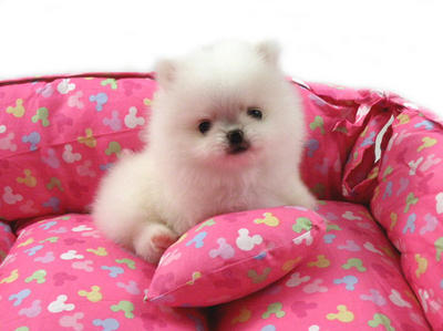 Mini White Pomeranian - Pomeranian Dog