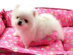 Mini White Pomeranian - Pomeranian Dog