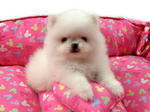 Mini White Pomeranian - Pomeranian Dog