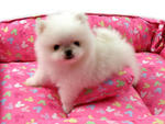 Mini White Pomeranian - Pomeranian Dog