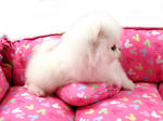 Mini White Pomeranian - Pomeranian Dog