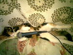 she can sing! btw all of them sleep like this..how cute!