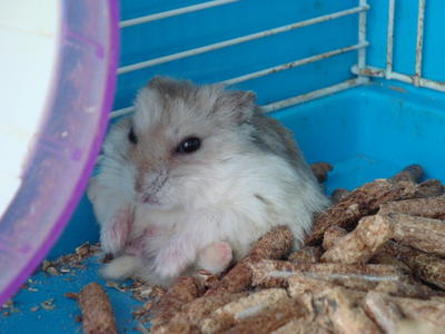 Ster - Rat Hamster Hamster