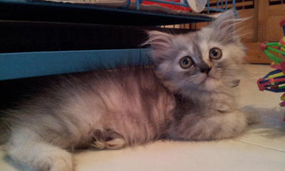 Totty - Persian + Chinchilla Cat