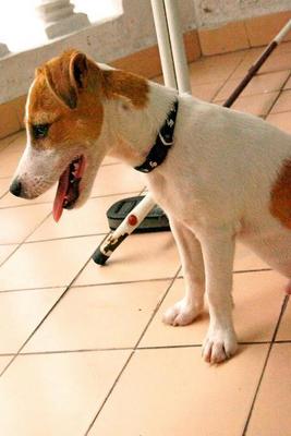 Timon - Jack Russell Terrier Dog