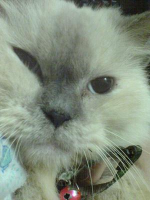 Snowbell - Birman Cat