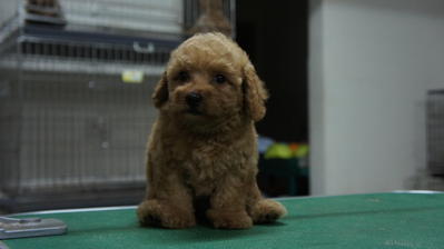 Toy Poodle 4 Sale ! - Poodle Dog