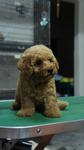 Toy Poodle 4 Sale ! - Poodle Dog