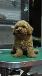 Toy Poodle 4 Sale ! - Poodle Dog