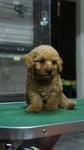 Toy Poodle 4 Sale ! - Poodle Dog