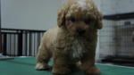 Toy Poodle 4 Sale ! - Poodle Dog