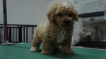 Toy Poodle 4 Sale ! - Poodle Dog