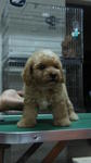 Toy Poodle 4 Sale ! - Poodle Dog