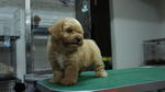 Toy Poodle 4 Sale ! - Poodle Dog