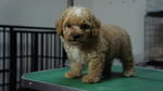 Toy Poodle 4 Sale ! - Poodle Dog