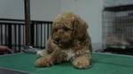 Toy Poodle 4 Sale ! - Poodle Dog