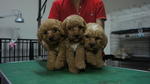 Toy Poodle 4 Sale ! - Poodle Dog