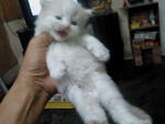 Loinkingmy - Persian Cat