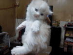 Loinkingmy - Persian Cat