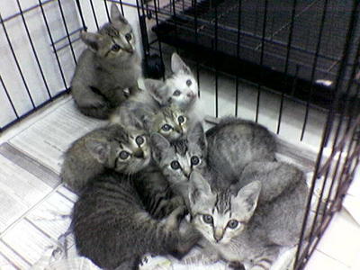 6 Kittens For Adoption - Domestic Short Hair Cat