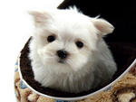 Taiwan Lineage Mini Maltese Puppies - Maltese Dog