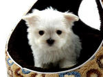 Taiwan Lineage Mini Maltese Puppies - Maltese Dog