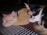 cici n comot