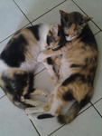 comel n ciku 