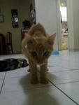 Comot,comel,ciku - Domestic Medium Hair Cat