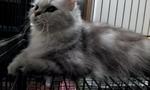 Tamara - Chinchilla + Domestic Long Hair Cat