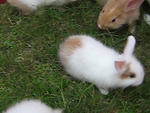 Sunshine And Moonlight - Dutch + Lionhead Rabbit