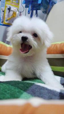 Maltese Pure White - Maltese Dog