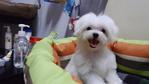 Maltese Pure White - Maltese Dog