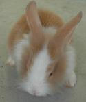 Teddy Bear Anggora Rabbits - Angora Rabbit Rabbit