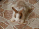 Teddy Bear Anggora Rabbits - Angora Rabbit Rabbit