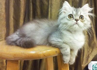 Semi Flat Face Persian Chinchilla - Persian + Chinchilla Cat