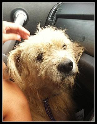 Teddie - Wheaten Terrier Dog