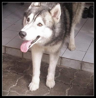 Dobby - Husky Dog