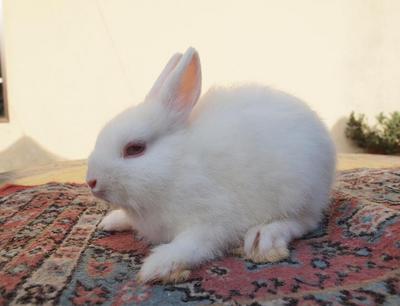 PF33265 - Netherland Dwarf Rabbit