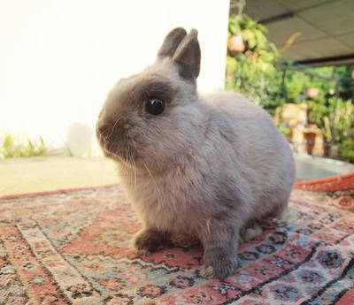 PF33268 - Netherland Dwarf Rabbit