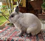 PF33268 - Netherland Dwarf Rabbit