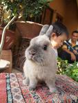 PF33268 - Netherland Dwarf Rabbit