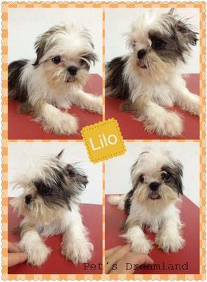 Lilo - Shih Tzu Dog