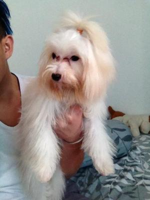 Maltese(Baby) - Maltese Dog